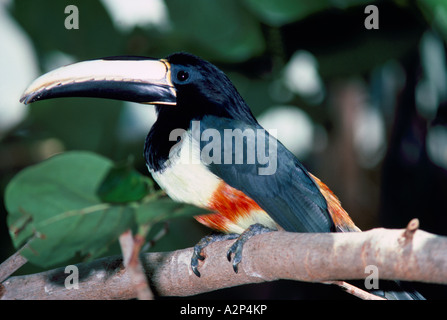 Aracari Black-Necked Toucan (Pteroglossus aracari) seduto su un ramo Foto Stock