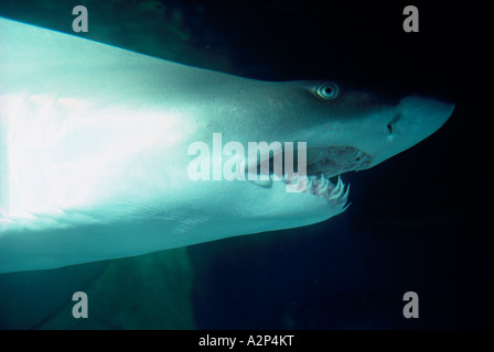 Sabbia Tiger Shark (Odontaspis taurus) nuoto nella piscina "Vancouver Aquarium' nel Parco di Stanley Vancouver British Columbia Canada Foto Stock