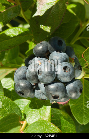 Produzione biologica di mirtilli maturi Foto Stock