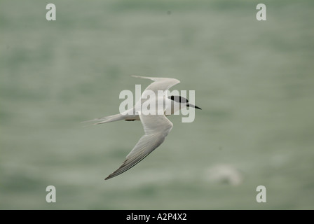 Bianco-fronteggiata Tern (sterna striata) battenti, Penisola di Otago, Nuova Zelanda Foto Stock