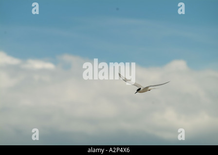 Bianco-fronteggiata Tern (sterna striata) battenti, Penisola di Otago, Nuova Zelanda Foto Stock