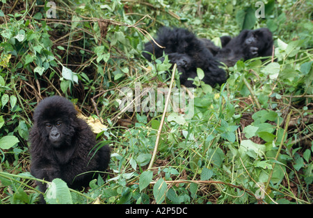 Tre mesi di Gorilla di Montagna (Gorilla beringei beringei), Djombe, il Parco nazionale di Virunga, Repubblica Democratica del Congo Foto Stock