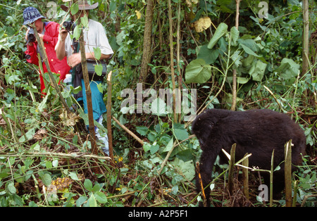 I turisti fotografare Gorilla di Montagna (Gorilla beringei beringei), Djombe, il Parco nazionale di Virunga, Repubblica Democratica del Congo Foto Stock