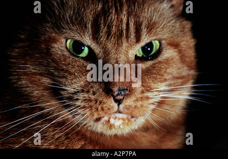 In prossimità di una faccia di gatti con latte o crema di latte sul suo mento Foto Stock