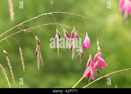 Angelo la canna da pesca, Wand flower (Dierama pulcherrimum) dello Zimbabwe e Sudafrica origine Foto Stock