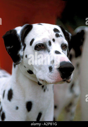 Cane dalmata ritratto Foto Stock