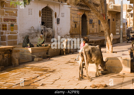 India Rajasthan Jaisalmer vacche domestiche essendo alimentato nella piccola strada urbana Foto Stock