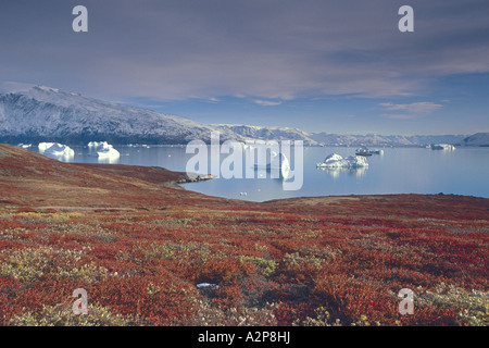 Tundra autunnali paesaggio a Harefjord, Groenlandia, est della Groenlandia, Scoresbysund, Tunu, Cape Hofmann Halvo Foto Stock