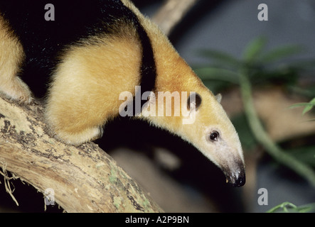 Tamandua settentrionale, piccola formica Bear (Tamandua mexicana), ritratto, Costa Rica, NP Braulio Carillo Foto Stock