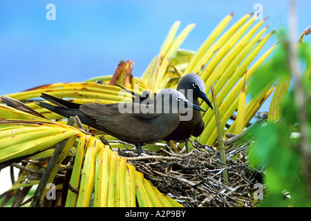 Noddy minore, Lesser Noddy bird (Anous tenuirostris), al nido su un Palm, Seychelles, Bird Island Foto Stock