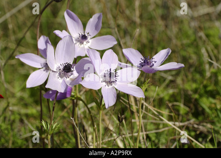 Papavero (anemone coronaria Anemone), viola piante in fiore, Turchia, Tuerkische Aegaeis, Bafasee Foto Stock