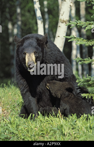 American black bear (Ursus americanus), madre nursing cub Foto Stock