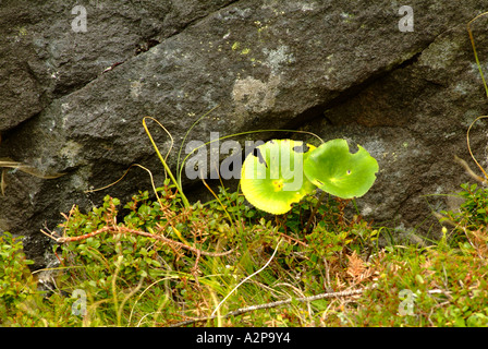 Mt Cook Lily, Giglio di monte (Ranunculus lyallii) Nuova Zelanda Foto Stock