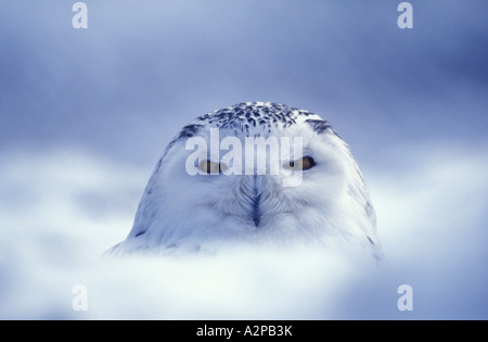 Civetta delle nevi (Nyctea scandiaca), ritratto Foto Stock