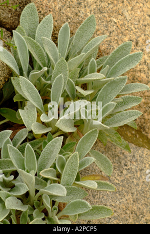 Agnelli orecchio (Stachys spp) e rock in giardino Foto Stock