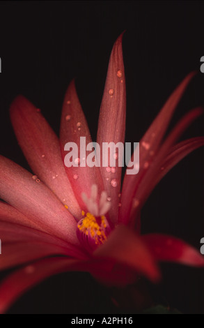 Cactus di Natale fiore su uno sfondo nero Foto Stock