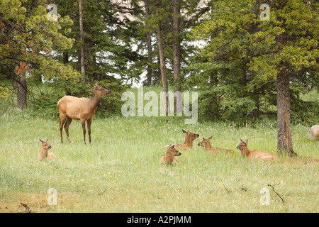 Una madre elk veglia su molti vitelli nei boschi delle montagne rocciose canadesi. Orizzontale. Foto Stock