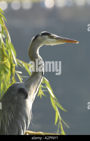 Airone cenerino ritratto sorge in willow tree al bordo delle acque affacciato sul lago. Ardea cinerea Foto Stock