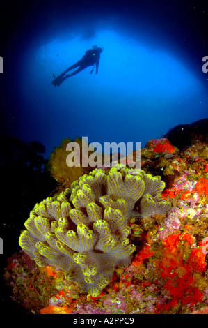 Colonial ascidian e scuba diver in arco mediano in corrispondenza di poveri Cavalieri Riserva Marina Nuova Zelanda Foto Stock