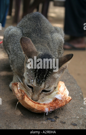 Cat godendo di latte di cocco presso le rovine di Polonnaruwa, Sri Lanka Foto Stock