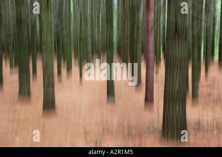 Abstract di un solitario albero rosso in una offuscata foresta di pini verde Foto Stock