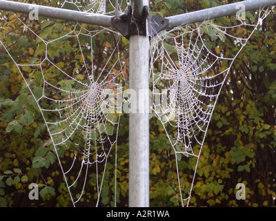 Congelati ragnatele pendenti da una rotary linea di lavaggio Foto Stock