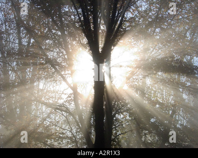 Raffica di luce del sole nella forma di un cuore che brilla attraverso gli alberi e la nebbia Foto Stock