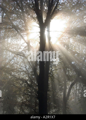 Raffica di luce del sole nella forma di un cuore che brilla attraverso gli alberi e la nebbia Foto Stock