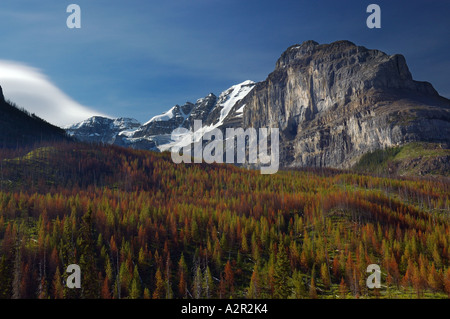 Picco di Stanley con red beetle infestati Lodgepole pino Kootenay National Park BC Canada Foto Stock