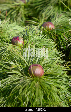 Fernleaf peonia - Paeonia tenuifolia Foto Stock
