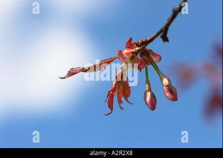 Sargent ciliegio - Prunus sargentii fiori e boccioli contro un cielo blu Foto Stock