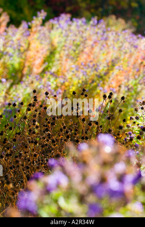 Idaho Boise coloratissimi fiori selvatici vicino il Boise Greenbelt e il Morrison Knudsen Centro Natura Foto Stock