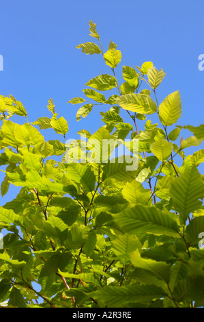 American Faggio - Fagus grandifolia Foto Stock