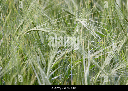 Verde orzo acerbo campo dopo la pioggia in estate, Kirkkonummi, Finlandia Foto Stock