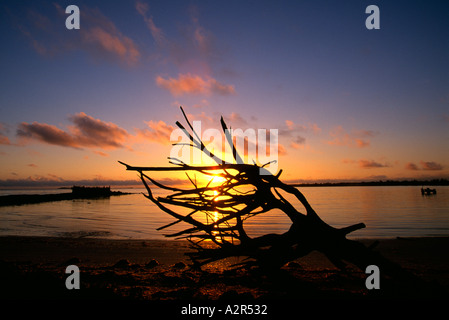 Sunrise dietro sconvolto tree root sulla spiaggia piccola speranza Bay Lodge Andros Foto Stock