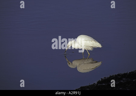 Piccolo airone cenerino Egretta caerulea immaturo con piccoli pesci Florida Foto Stock