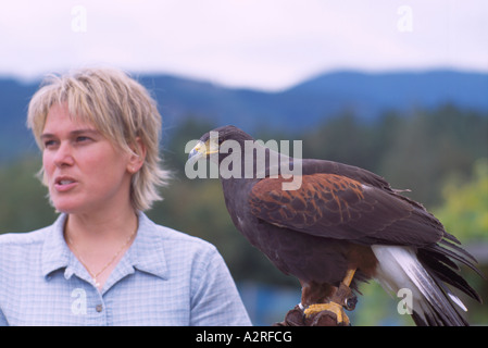 Falconer formazione Harris Hawk (Parabuteo unicinctus) in falconeria, matura Captive Bird, volatili in cattività Foto Stock