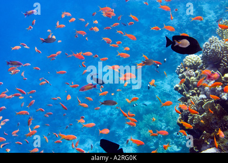 Reef riff di un mare blu profondo Ras Mohamed Sharm el Sheikh Egitto sinai SCALEFIN ANTHIAS fish Foto Stock