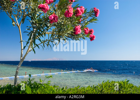 Piattaforma di nuoto subacqueo base HOUSEREEF house reef riff Sharm el Sheikh Egitto Om El Sid Plateau persone i turisti ospiti rosso verde Foto Stock