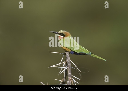 Con facciata bianca Bee Eater Merops bullockoides Kenya Foto Stock