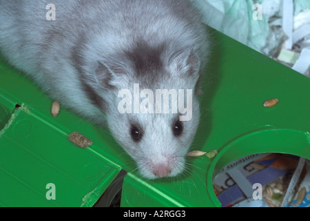 Primo piano di una femmina di criceto siriano Silver Grey Longhaired Foto Stock