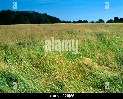 Campo Nonsuch Park Cheam Surrey in Inghilterra Foto Stock