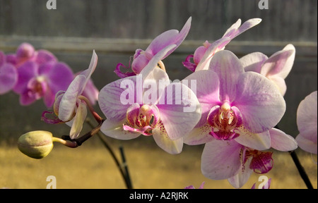 Rosa Phalaenopsis Orchidee Foto Stock