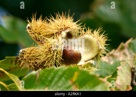 Aesculus hippocastanum comuni di ippocastano su albero Foto Stock