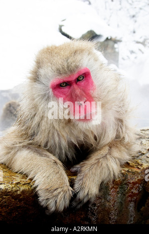 Snow Monkey seduto in Hot Springs, Jigokudani National Park, Giappone Foto Stock