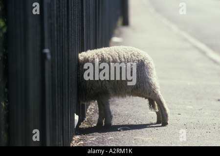 Blaenau Ffestiniog Galles 1990 Regno Unito. Pecore gallesi di collina scappò nella città circa 1995 OMERO SYKES Foto Stock