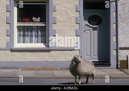 Galles anni '1990 Regno Unito. Le pecore gallesi sulle colline fuggirono nella città intorno al 1995 HOMER SYKES Foto Stock