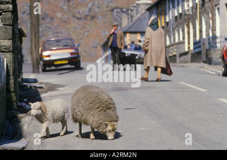 Blaenau Ffestiniog Galles 1990 Regno Unito. Pecore gallesi di collina scappò nella città circa 1995 OMERO SYKES Foto Stock