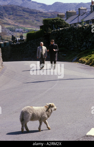 Blaenau Ffestiniog Galles 1990 Regno Unito. Pecore gallesi di collina scappò nella città circa 1995 OMERO SYKES Foto Stock