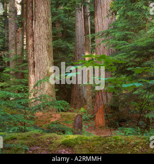 Douglas Fir Trees (Pseudotsuga menziesii) crescere nella Cattedrale Grove - un vecchio di crescita della foresta pluviale temperata, British Columbia, Canada Foto Stock